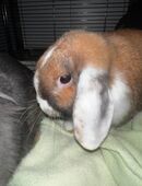 Kaninchen männlich in 50189