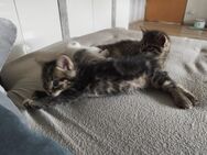 Kleiner Kater sucht liebevolles Zuhause - Ockenheim