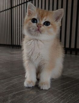 🐾✨ Britisch Kurzhaar Kitten🐾✨ - Delmenhorst