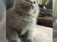 BKH, BLH Kitten, Kätzchen, Katzenbabys reinrassig - Wuppertal