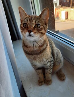 Katze weiblich 5 Monate alt sucht dringend ein neues zu Hause - Modautal