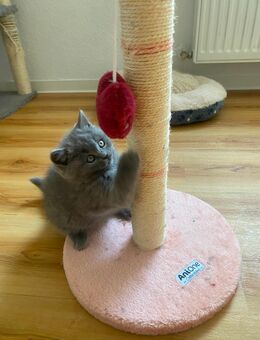 Britisch Kurzhaar Katzen - Münster
