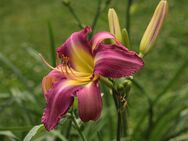 Taglilie - Hemerocallis - ODDS AND ENDS - Doppelfächer - Bochum Querenburg