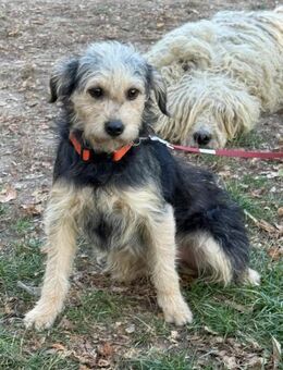 Ich heiße Amaro .... - Frankfurt (Main)