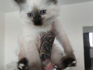 Süßes Ragdoll Mix mädchen! - Berlin