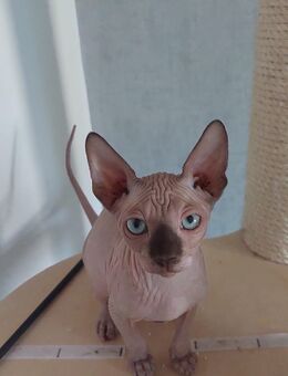 Wunderschöne Canadien Sphynx Kitten mit Tasthaaren - Bad Sassendorf