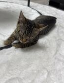 6 Monate altes Kitten mit Zubehör zum Abgeben . Notfall!! in 87600