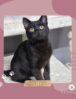 Kater Loki möchte Deine Welt erobern - Lalendorf