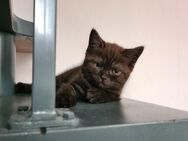 BKH Kitten Auszugsbereit - Gimbsheim