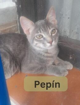PEPÍN, m., EHK, geb. 05/2025 - Sipplingen