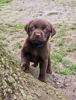 Labrador, Arbeitslinie, Welpen, Schoko - Warburg (Hansestadt)