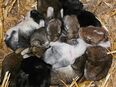 Süße Babyhasen ab Ende Juli in liebevolle Hände abzugeben 🐰❤️ in 97772