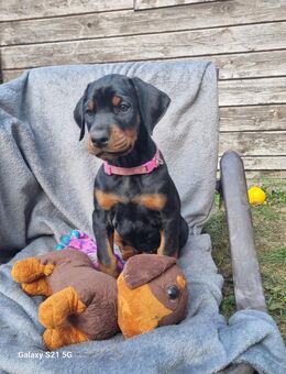 Dobermann Welpen - Breddin