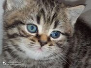 Ein BKH Kitten sucht noch ein neues Zuhause - Beeskow