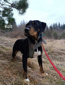 Kolt - Jagdterrier Mix - Grainau