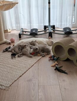 Unsere vier zuckersüßen und reinrassigen Britisch Kurzhaar Kittens suchen ein neues und liebevolles Zuhause! - Gummersbach