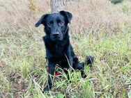 Labrador Schäferhund Welpen - Klötze Neuendorf