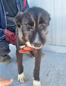 Filou 2 sucht liebe Menschen - Neuhausen (Fildern)