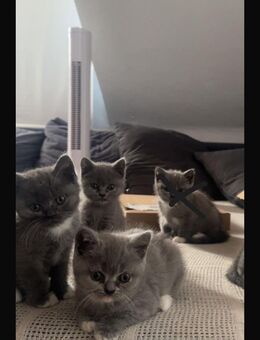 Britisch Kurzhaar Kitten zu verkaufen | 3 BKH - Essen