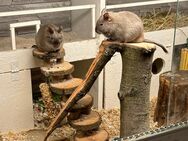 2 Degus abzugeben - Wittenburg