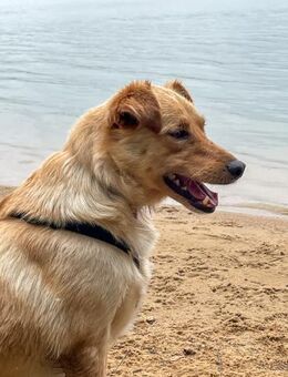 Zack sucht eigene liebe Familie - Schwabach