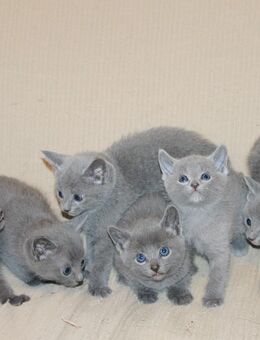 Typvolle Russisch Blau Kitten, 16 Wochen alt Sofort abgabereit - Weisenbach