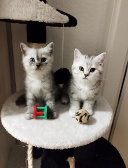 Bkh Kitten - Barsinghausen