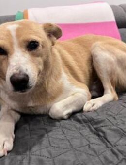 Ruhige, liebe und freundliche Hündin 4 - Kallmünz