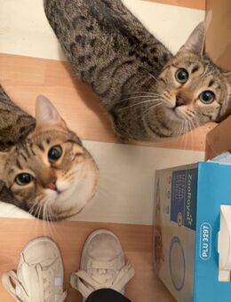 2 weibliche bengal/britisch kurzhaar Katzen abzugeben - Darmstadt Wixhausen