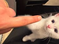 Verspielte kitten warten auf ihre herzensmenschen - Moers
