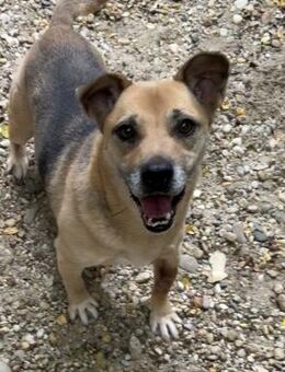 FURA-EINZIGARTIGE HÜNDIN SUCHT - Nörten-Hardenberg