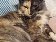 Maine Coon Katze Anisa - Recklinghausen