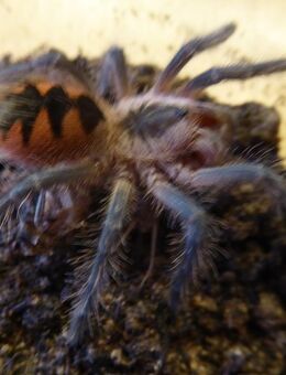 Pamphobeteus spec machala 2cm KL - Köln
