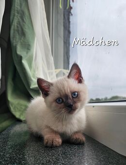 Wunderschöner Bkh Kitten sucht Zuhause ! - Laatzen