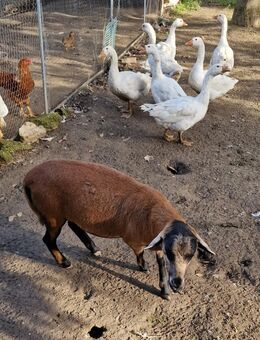 Kamerun Bock - Neunkirchen-Seelscheid