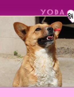 ❤ YODA ❤ - TRÄUMT VON EINER FAMILIE! - Alfeld (Leine)