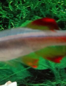 Kardinalfische, Schleier - Hohenroth