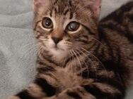 Fröhliche, zärtliche Katze Breeze - Karlsruhe