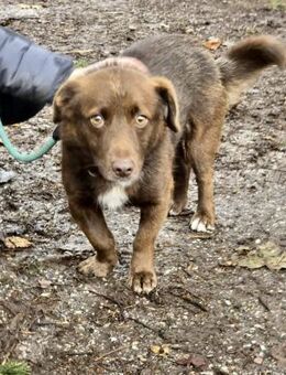 Sozialer VITO = anhänglicher ☀️schein ♥️ - München