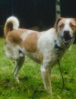 ❤️Carino - Handicap......Chancenlos??? - Eutingen (Gäu)