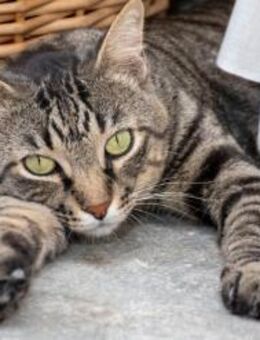 Mariano - Tiger sucht bessere Zukunft - Bad Camberg