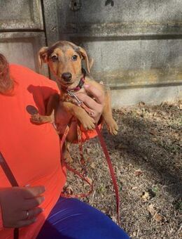 Die liebe Linda sucht ein Zuhause ! - Dortmund