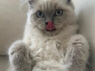 Britisch Langhaar Katze - Lollar