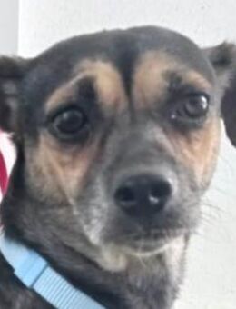 Rania sucht dringend ein Zuhause - Lenzen (Elbe) Zentrum