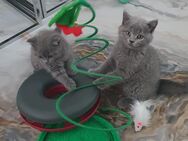 Katzenbabys BKH blau - Essen