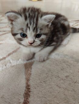 Kitten BKH/Perser - Bettlach