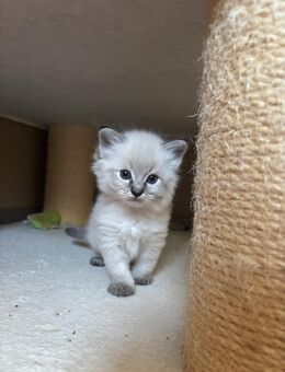 Ragdoll Kitten Mitte/Ende Oktober abzugeben 5 Jungs 1 Mädchen - Soderstorf