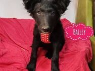 Bailey eine schwarze Perle - Mannheim