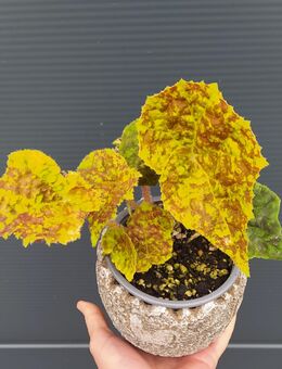 Begonia marmaduke - Eschbach (Landkreis Südliche Weinstraße)
