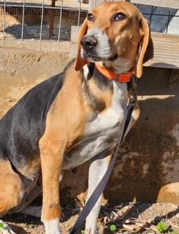 Seelenhund Margo sucht ihre Familie! - Krefeld